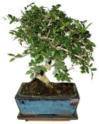 Bonsai Pinus halepensis 600 (2/2)