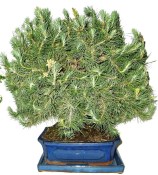 Bonsai Pinus halepensis 723 (1/2)