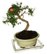 Bonsai Pinus halepensis 723 (2/2)