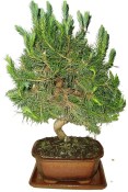 Bonsai Pinus halepensis 734 (1/2)