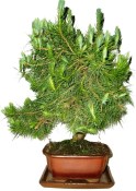 Bonsai Pinus halepensis 735 (1/2)