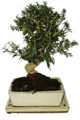 Bonsai Pinus halepensis 735 (2/2)