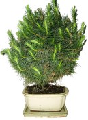 Bonsai Pinus halepensis 737 (1/2)