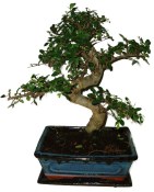 Bonsaj Carmona microphylla - čaj fuki 593 (2/2)