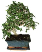 Bonsaj Carmona microphylla - čaj fuki 595 (2/2)