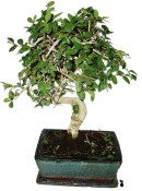 Bonsaj Carmona microphylla - čaj fuki 598 (2/2)