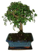 Bonsaj Carmona microphylla - čaj fuki 604 (2/2)