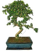 Bonsaj Carmona microphylla - čaj fuki 742 (1/2)