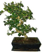 Bonsaj Carmona microphylla - čaj fuki 751 (1/2)
