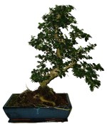 Bonsaj Carmona microphylla - čaj fuki 981 (1/2)