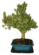 Buxus harlandi - korkový buxus - 711 (1/2)