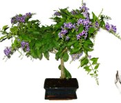 Buxus harlandi - korkový buxus - 711 (2/2)