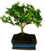 Caragóna spinosa - čínske korenie 634 - bonsai (2/2)