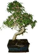 Caragóna spinosa - čínske korenie 657 - izbová bonsai (2/2)