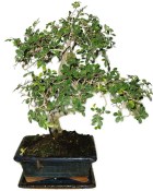 Carmona microphylla - čaj fuki 626 (2/2)