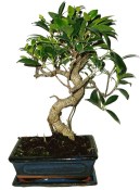 Ficus retusa - figovník - bonsaj 318 (1/2)