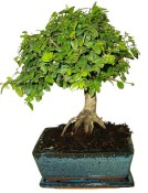 Izbová bonsai - Sagerethia thea 299 (2/2)