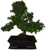 Izbová bonsai - Sagerethia thea 372 (3/3)