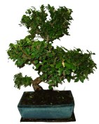 Izbová bonsai - Sagerethia thea 979 (2/3)