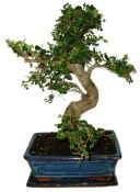 Izbová bonsaj Carmona microphylla - čaj fuki 630 (2/2)