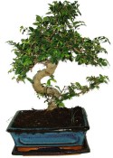 Izbová bonsaj Carmona microphylla - čaj fuki 631 (2/2)