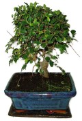 Juniperus - Borievka 601 - vonkajší bonsai (2/2)