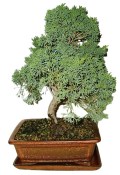 Juniperus - Jalovec 474 - venkovní bonsai (2/2)