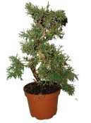 Juniperus - Jalovec 552 - venkovní bonsaje (1/2)