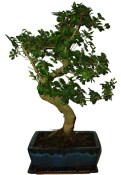 Ligustrum chinensis ptačí zob 592 (1/2)