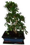 Ligustrum chinensis vtáčí zob 592 (2/2)