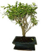 Malphigia - Barbadosská čerešňa - Acerola 312 (2/2)