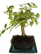 Malphigia - Barbadosská třešeň - Acerola 312 (1/2)