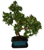 Metasequoia - sekvoj 712 - vonkajšie bonsaje (2/2)