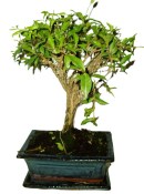 Morus - morušovník 457 (2/2)