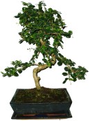 Nolina speciální - 3 kmeny 261 (2/2)