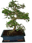 Nolina speciální - 7 kmenů 263 (2/2)