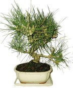 Pinus thunbergi 721 - venkovní bonsaje (1/2)