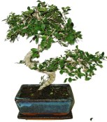 Pinus thunbergii 621 - vonkajšie bonsaje (2/2)