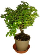 Pokojová bonsai - Sagerethia thea 299 (1/2)
