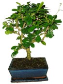 Pokojová bonsaj Carmona microphylla - čaj fuki 438