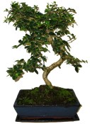 Pokojová bonsaj Carmona microphylla - čaj fuki 630 (1/2)