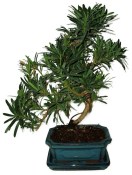 Punica granatum - granátové jabĺčko 690 (2/2)