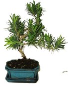 Punica granátum - granátovník 692 (2/2)