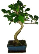 Punica grantum - granátové jablíčko 234 (2/2)