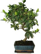 Pyracantha 689 - venkovní bonsaje (1/2)