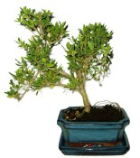 Pyracantha 689 - vonkajšie bonsaje (2/2)