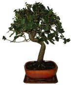 Quercus dub 508 - venkovní bonsaje (1/2)