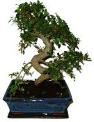 Quercus dub 591 - vonkajšie bonsaje (2/2)