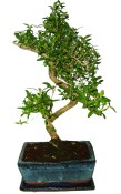 Serissa foetida - strom tísíce hvězd 643 (1/2)
