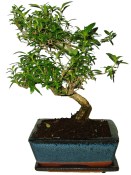 Serissa foetida - strom tísíce hvězd 647 (1/2)